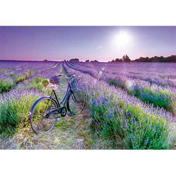 1000 BICICLETA CAMPO LAVANDA                      